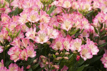 Alstroemeria 'Summer Break' - 3 Ltr pot - image 2