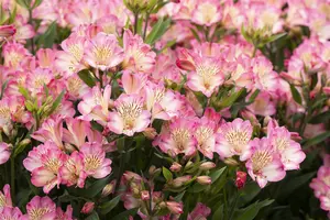 Alstroemeria 'Summer Break' - 3 Ltr pot - image 2