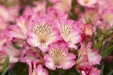 Alstroemeria 'Summer Break' - 3 Ltr pot - image 3