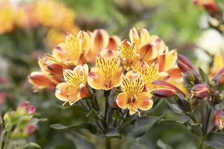 Alstroemeria 'Summer Breeze' - 3 Ltr pot - image 1