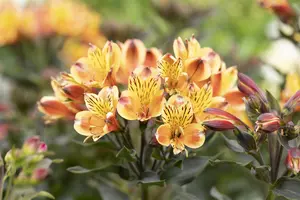 Alstroemeria 'Summer Breeze'
