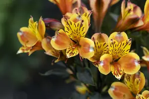 Alstroemeria 'Summer Breeze' - 3 Ltr pot - image 2