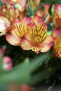 ALSTROMERIA BRYCE 3L - image 3