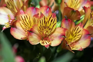 ALSTROMERIA BRYCE