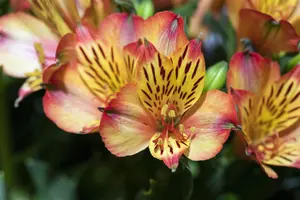 ALSTROMERIA BRYCE 3L - image 2