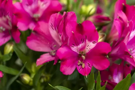 ALSTROMERIA MACHU 3L - image 1