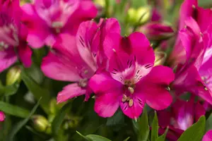 ALSTROMERIA MACHU