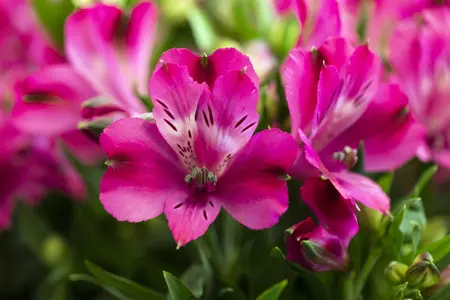 ALSTROMERIA MACHU 3L - image 2