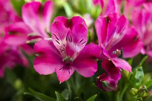ALSTROMERIA MACHU 3L - image 2