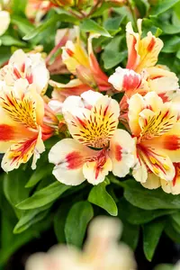 ALSTROMERIA SUNSET 3L - image 3