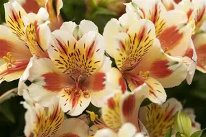 ALSTROMERIA SUNSET
