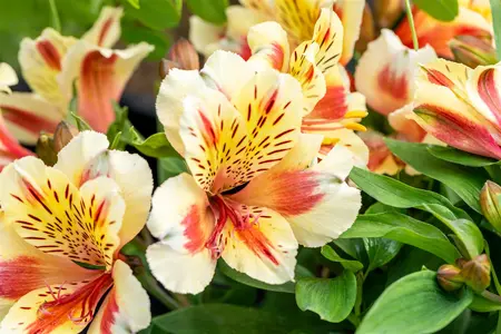 ALSTROMERIA SUNSET 3L - image 4