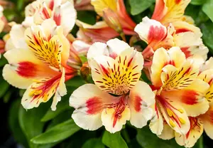 ALSTROMERIA SUNSET 3L - image 2