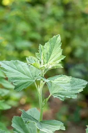 Althaea officinalis - P9 - image 2