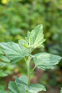 Althaea officinalis - P9 - image 2