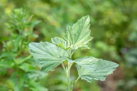 Althaea officinalis - P9 - image 3