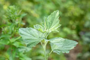 Althaea officinalis - P9 - image 3