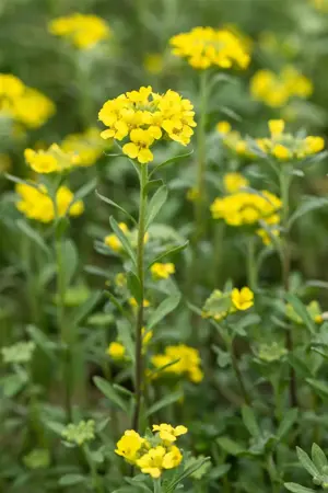 Alyssum montanum 'Berggold' - P9 - image 2