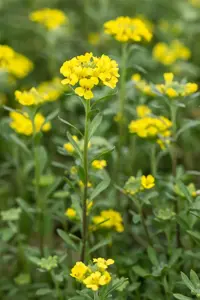Alyssum montanum 'Berggold' - P9 - image 2