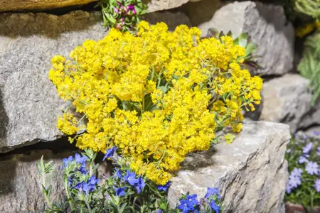 Alyssum montanum 'Berggold' - P9 - image 1