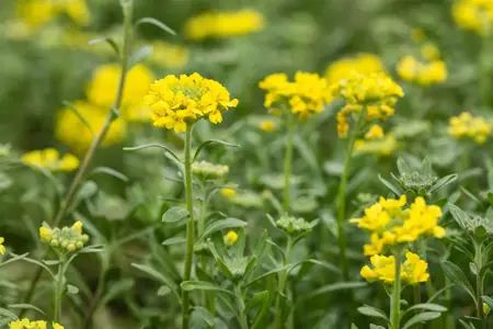 Alyssum montanum 'Berggold' - P9 - image 3