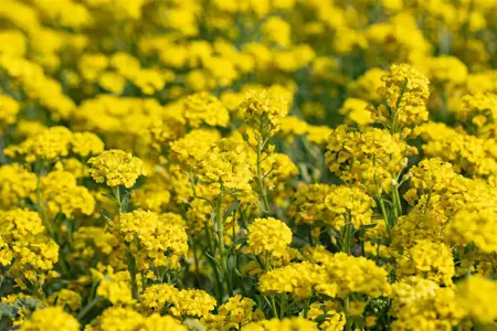 Alyssum montanum 'Berggold' - P9 - image 4