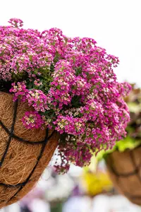 ALYSSUM PINK 10 pack - image 3
