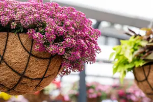 ALYSSUM PINK 10 pack - image 1