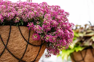ALYSSUM PINK 10 pack - image 2