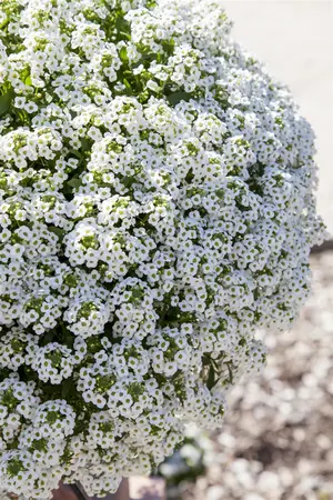 ALYSSUM WHITE 10 pack - image 1