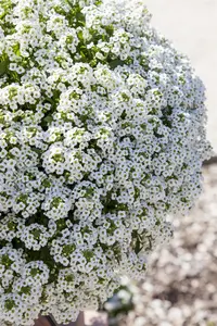 ALYSSUM WHITE