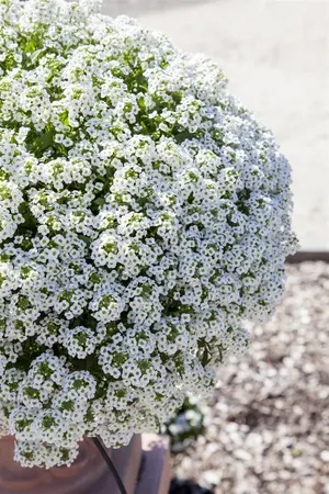 ALYSSUM WHITE 10 pack - image 2