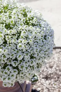 ALYSSUM WHITE 10 pack - image 2