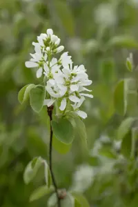 Amelanchier aln. 'Greatberry Garden'?