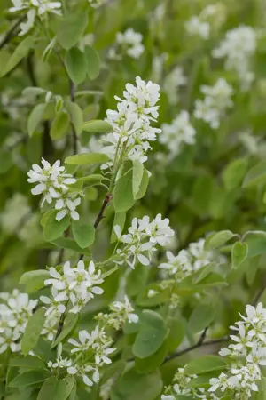 Amelanchier aln. 'Honeywood' - 40-50 CM C3