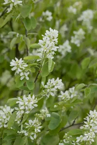 Amelanchier aln. 'Honeywood'