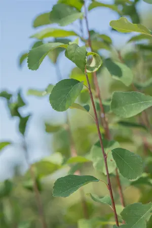 Amelanchier aln. 'Martin' - P9