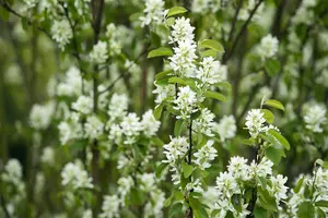 Amelanchier aln. 'Northline'