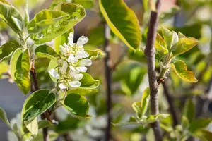 Amelanchier aln. 'Northline' - 30-40 CM C2 - image 2
