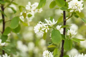 Amelanchier aln. 'Northline' - 30-40 CM C2 - image 5