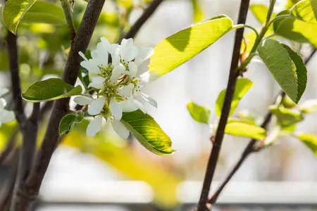 Amelanchier aln. 'Northline' - C1.7 - image 3