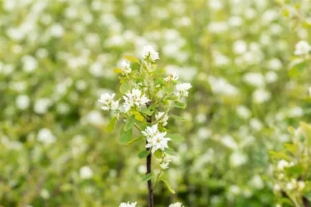Amelanchier aln. 'Northline' - C1.7 - image 5