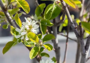 Amelanchier aln. 'Northline' - 30-40 CM C2 - image 3