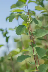 Amelanchier aln. 'Obelisk'