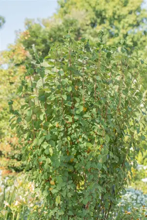 Amelanchier aln. 'Obelisk' - 200-250 CM C35 - image 2