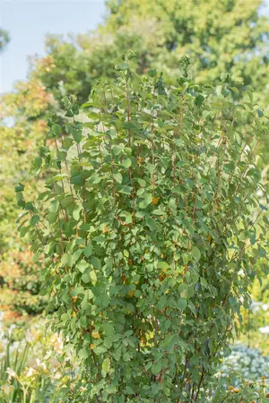 Amelanchier aln. 'Obelisk' - P9 - image 2