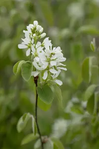 Amelanchier aln. 'Smoky'