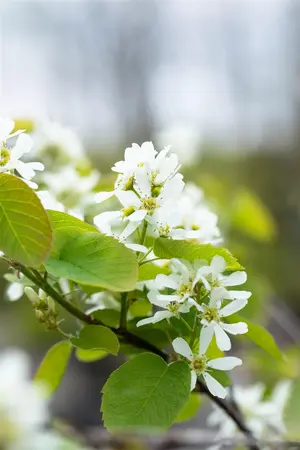 Amelanchier aln. 'Smoky' - 150-175 CM FTH. WHIP RB - image 3