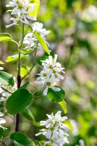 Amelanchier aln. 'Smoky' - 150-175 CM FTH. WHIP RB - image 5