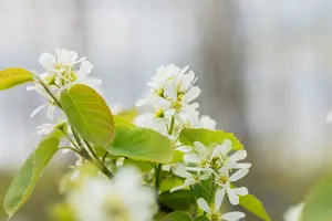 Amelanchier aln. 'Smoky' - P9 - image 4